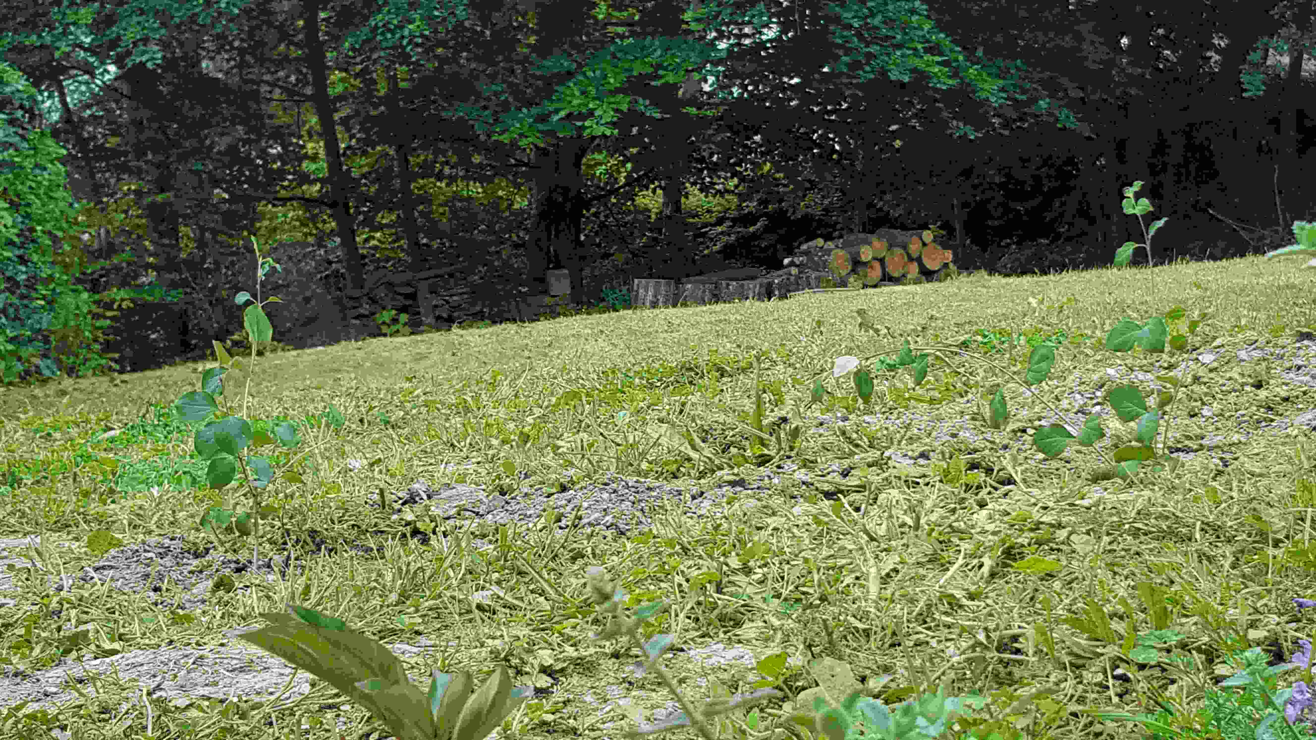 lila red pixie alle.jpg